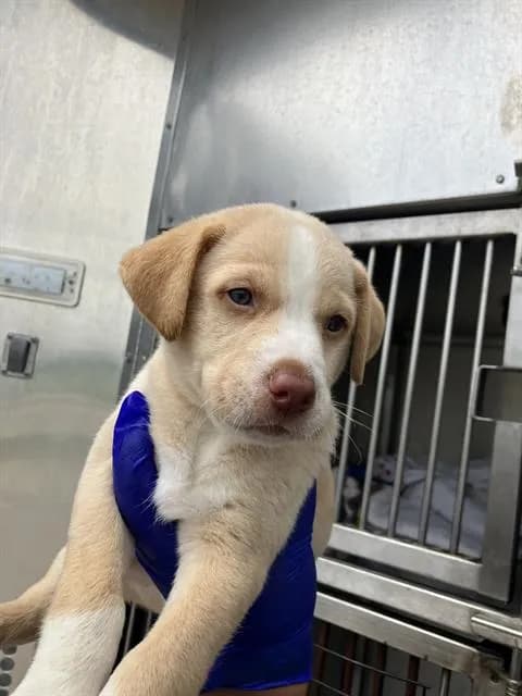 Chase - Mixed Breed