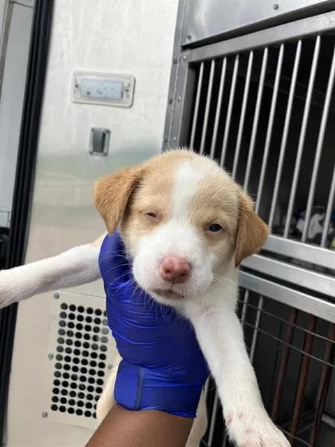 Everest - Mixed Breed
