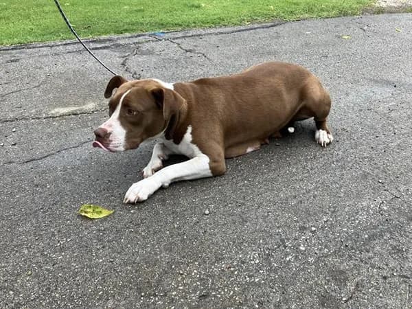 Pepper - Mixed Breed