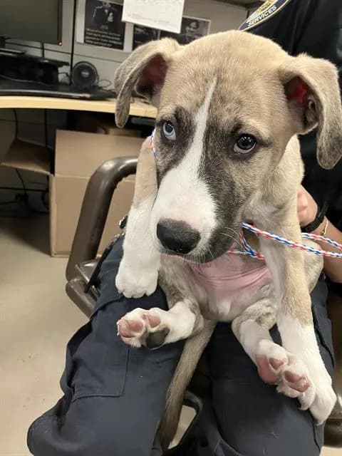 Alaska - Mixed Breed