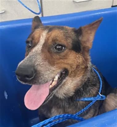 Roxi - Mixed Breed
