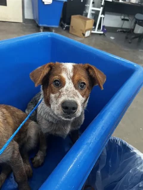 Daisy - Mixed Breed