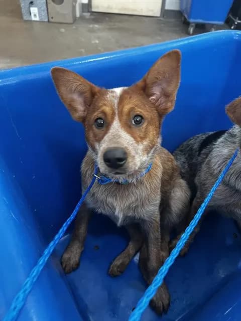 Missy - Mixed Breed