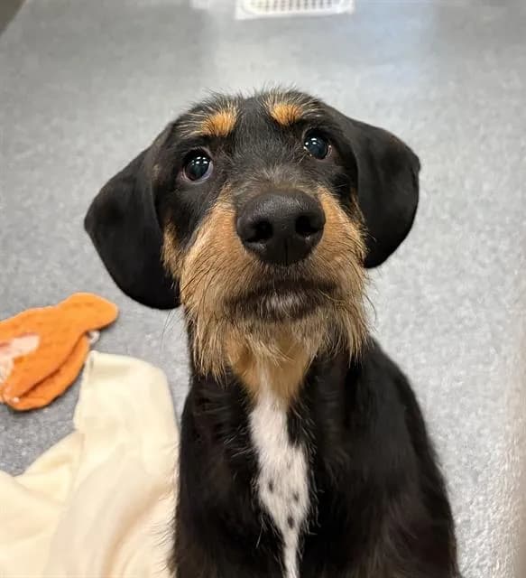 Snoop - Mixed Breed