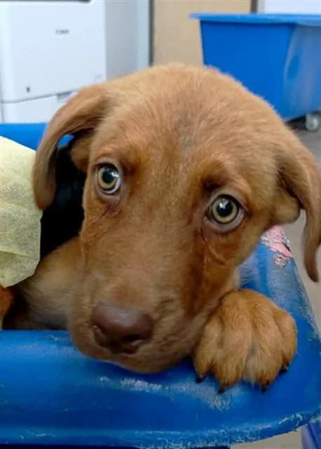 Sparky - Mixed Breed