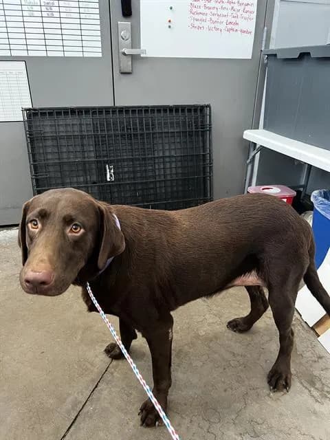 Ruby - Mixed Breed