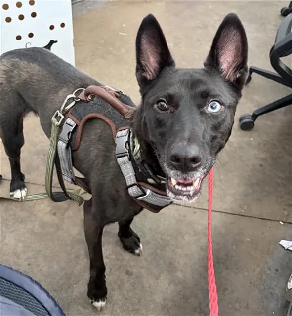 Boo - Mixed Breed
