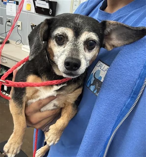 Penny - Mixed Breed