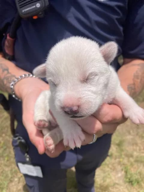 1 - Alaskan Husky mix