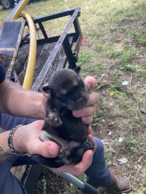 2 - Alaskan Husky mix