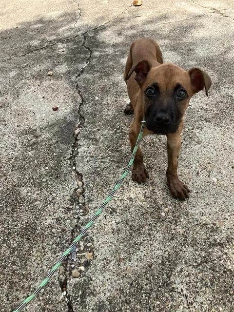 Buddy - Mixed Breed