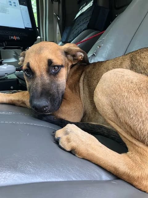 Sheppie - German Shepherd Dog