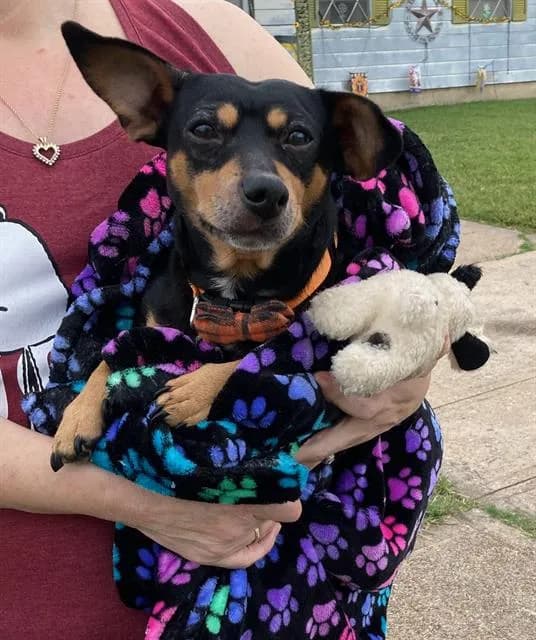 Max - Mixed Breed