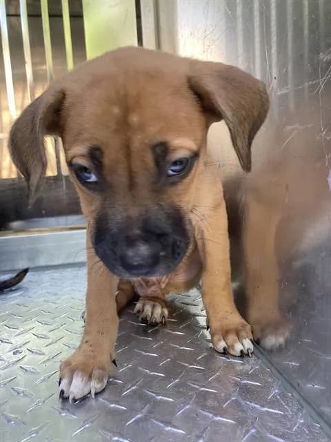 King - Mixed Breed