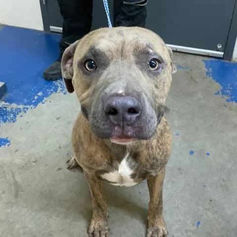 Maverick - Mixed Breed