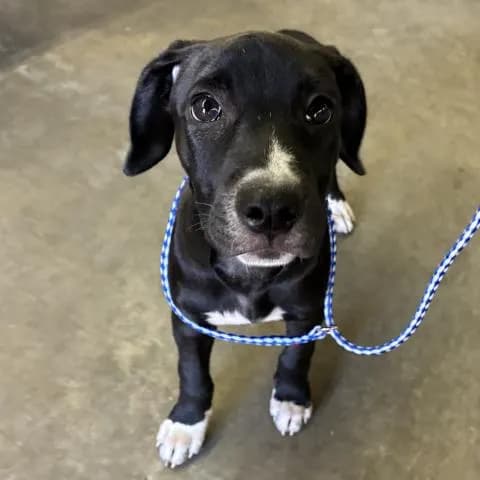 Pickle Paws - Mixed Breed