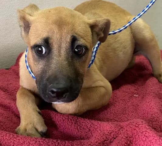 Curri - Mixed Breed