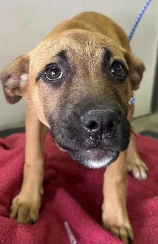 Razzle - Mixed Breed