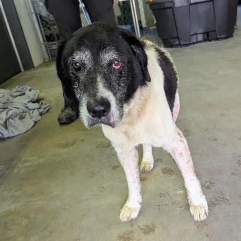 Vixen - Border Collie mix