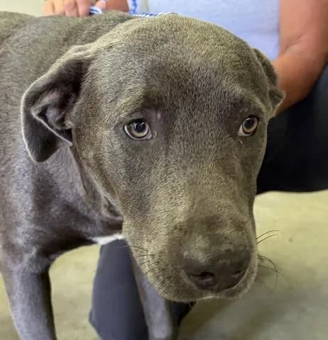 Beacon - Mixed Breed