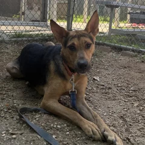 Dahlia - Mixed Breed