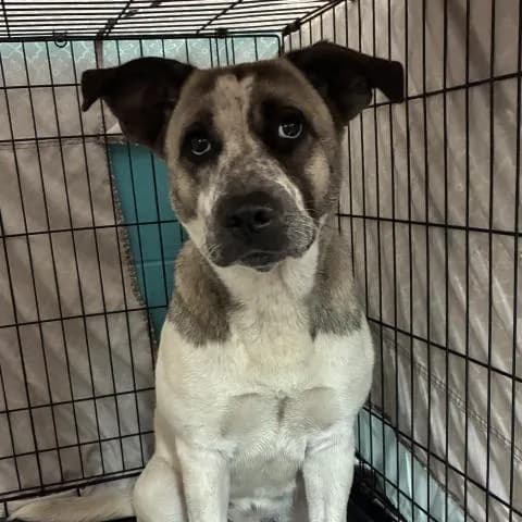 Minerva - Mixed Breed