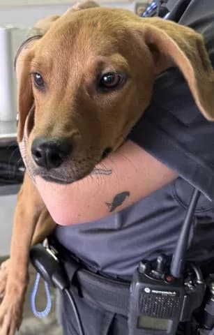 Hemingway - Mixed Breed