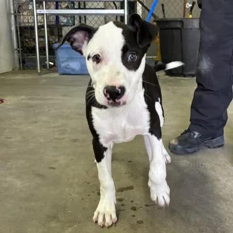 Griffin - Mixed Breed