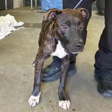 Dipper - Mixed Breed
