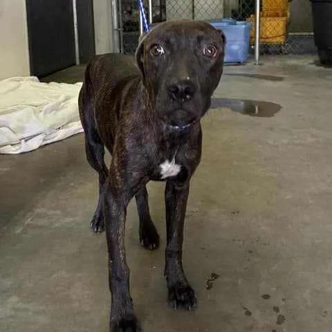 Mabel - Mixed Breed