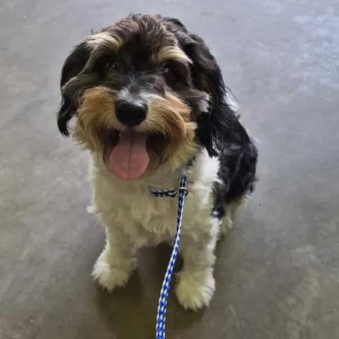 Baby Buddy - Mixed Breed