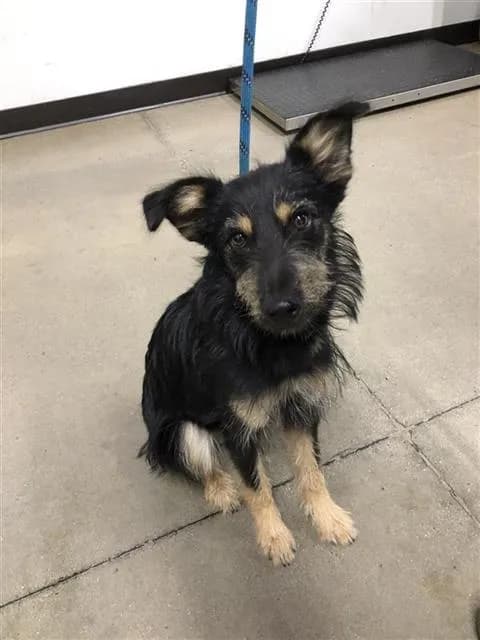 Unnamed - Terrier mix