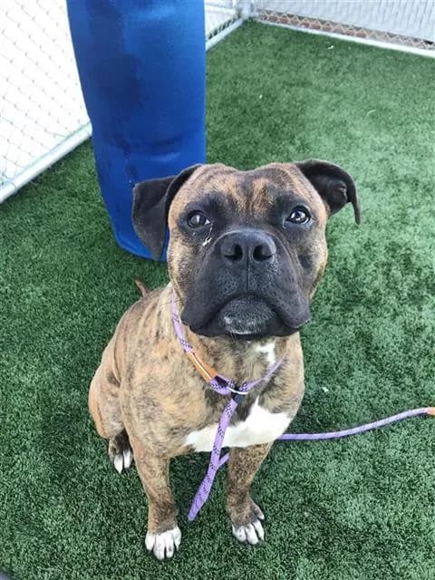 Reese* - Mastiff mix