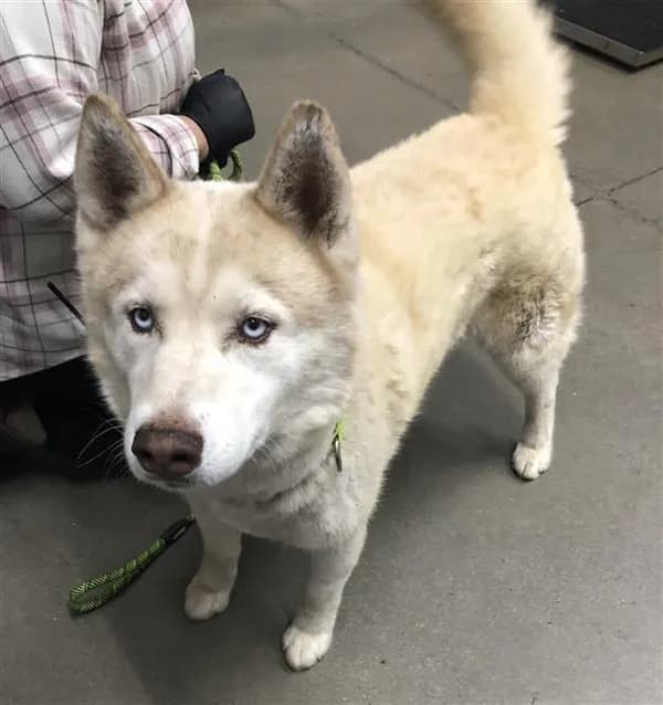 Motion - Alaskan Husky mix