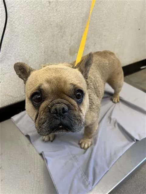 Unnamed - French Bulldog mix
