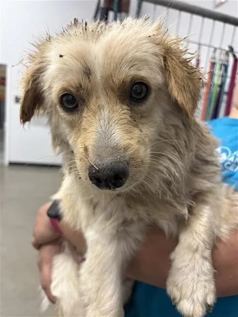 Unnamed - Terrier mix