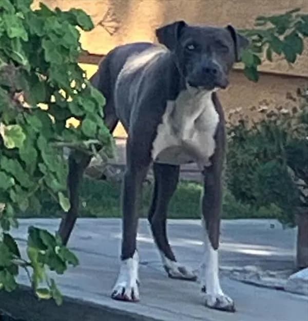 Unnamed - Pit Bull Terrier