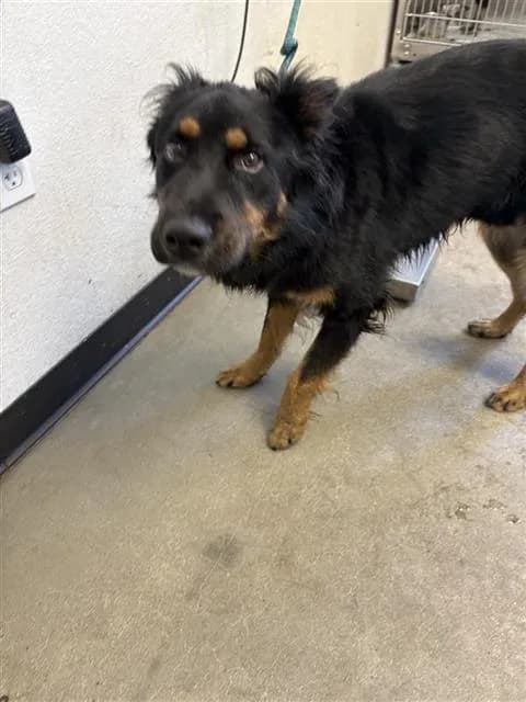 Unnamed - German Shepherd Dog