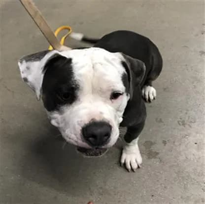 Unnamed - American Bulldog mix