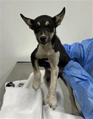 Unnamed - German Shepherd Dog mix