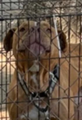 Unnamed - Pit Bull Terrier