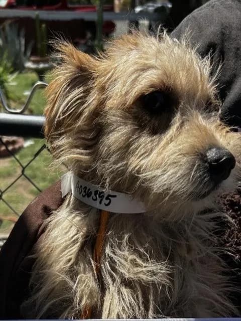 Unnamed - Terrier mix