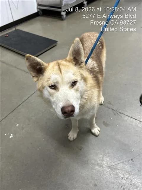 Papas* - Siberian Husky mix