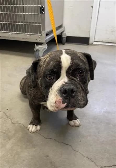 Unnamed - Bulldog