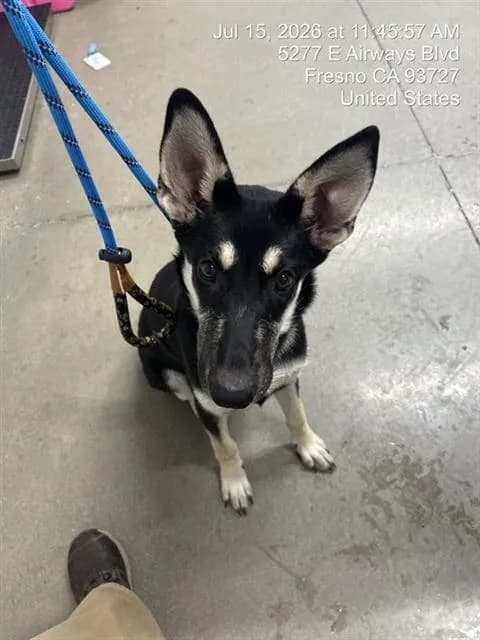 Unnamed - German Shepherd Dog mix