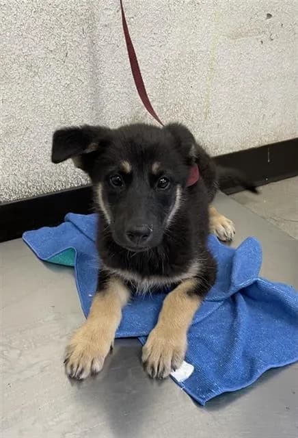 Unnamed - German Shepherd Dog