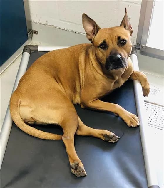 Thalia* - Pit Bull Terrier mix