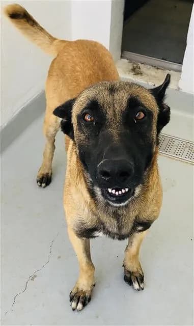 Unnamed - German Shepherd Dog mix