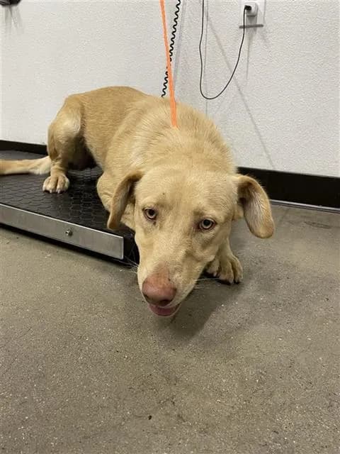 Cindy - Labrador Retriever mix