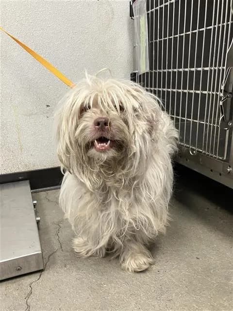 Luna - Maltese mix